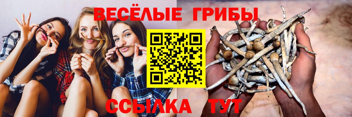 Барабинск  Псилоцибиновые грибы Psilocybe  Вход с VPN 